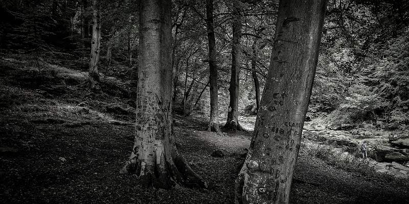 Arboreal Script_Keith Lynch_Open.jpg - Movement/Motion/Speed_Open